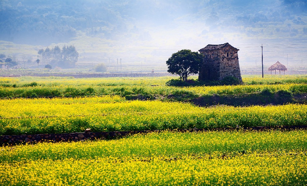 守卫花海