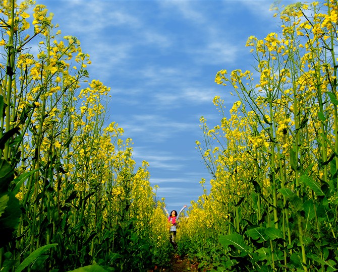 油菜花海