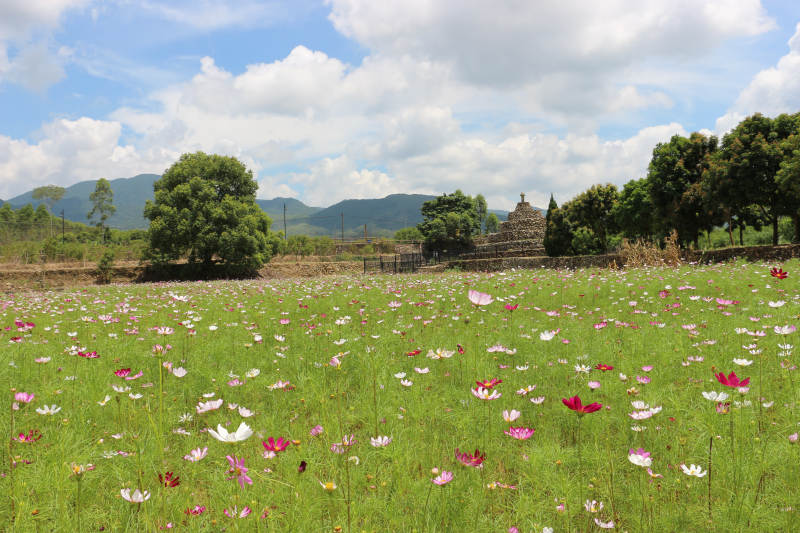 山重格桑花（波斯菊）