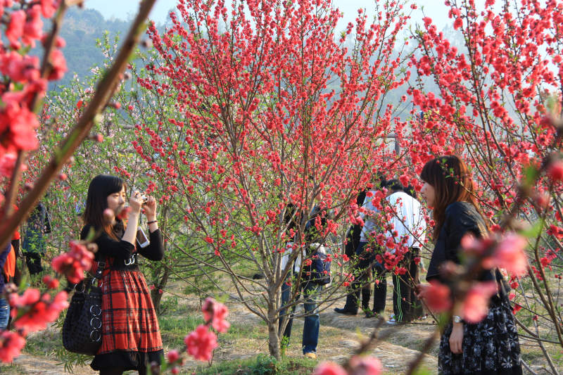 桃花朵朵开