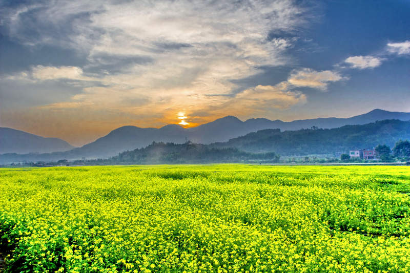 夕阳油菜花