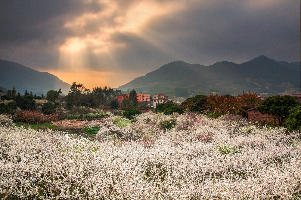 山花浪漫